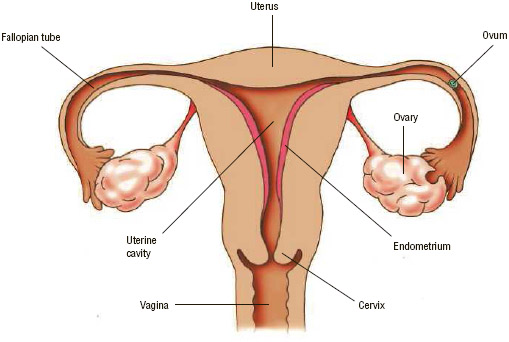 Menstrual Organ